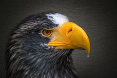 Seeadler - Closeup