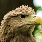 Seeadler