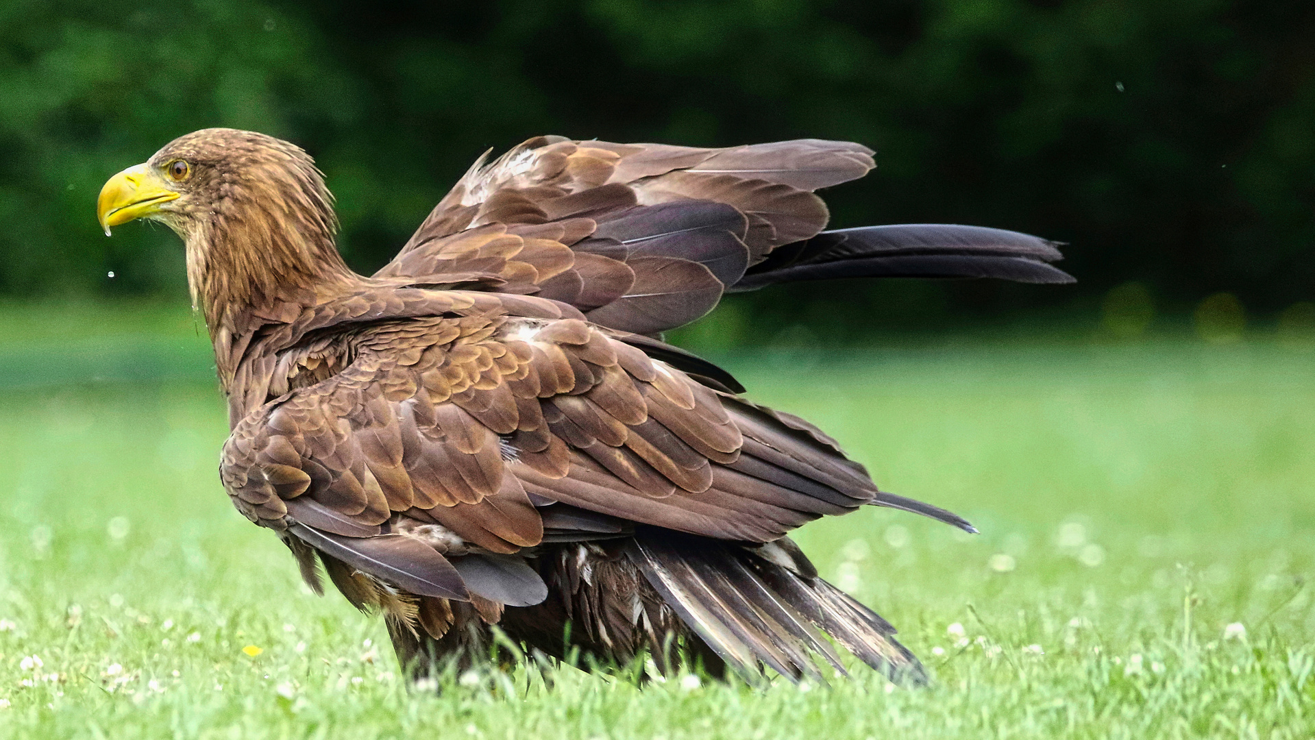 Seeadler