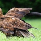 Seeadler