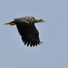 Seeadler