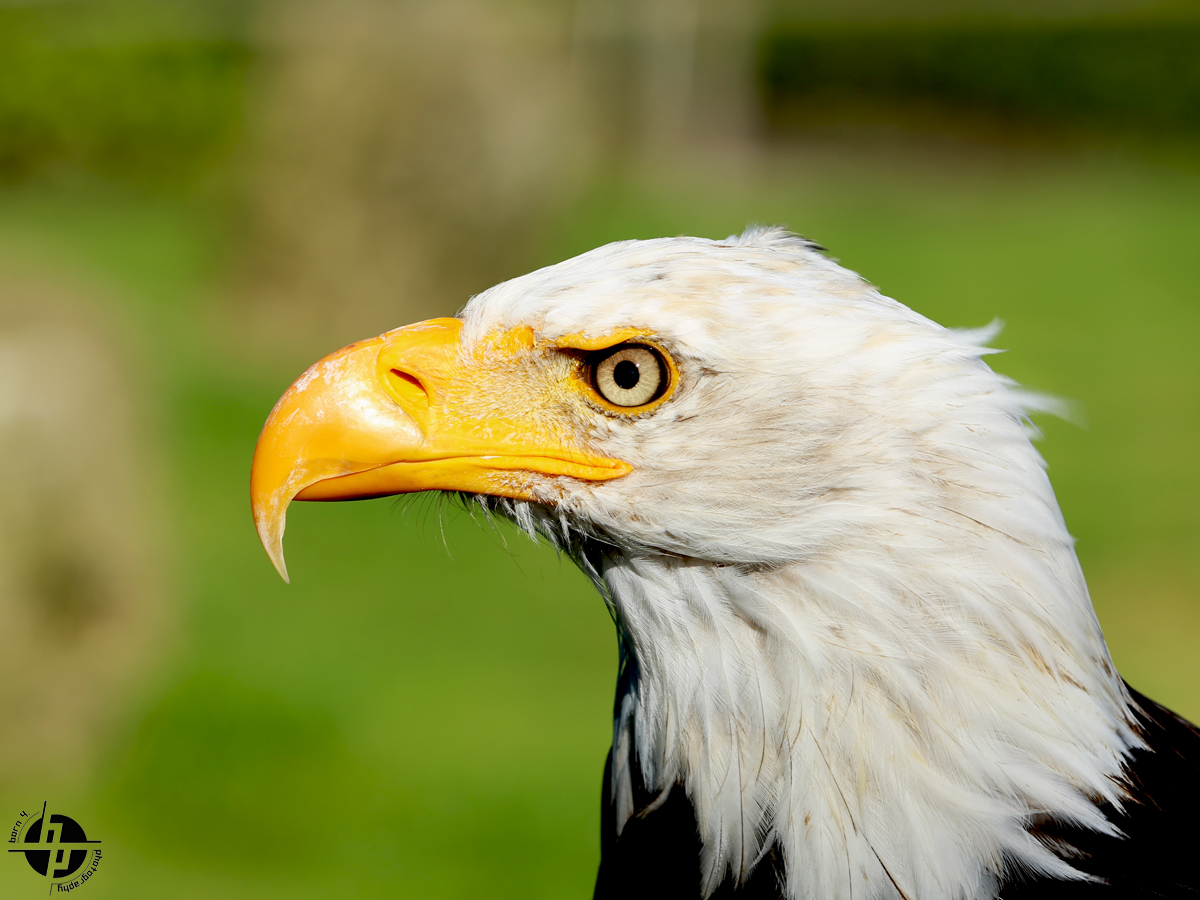 Seeadler