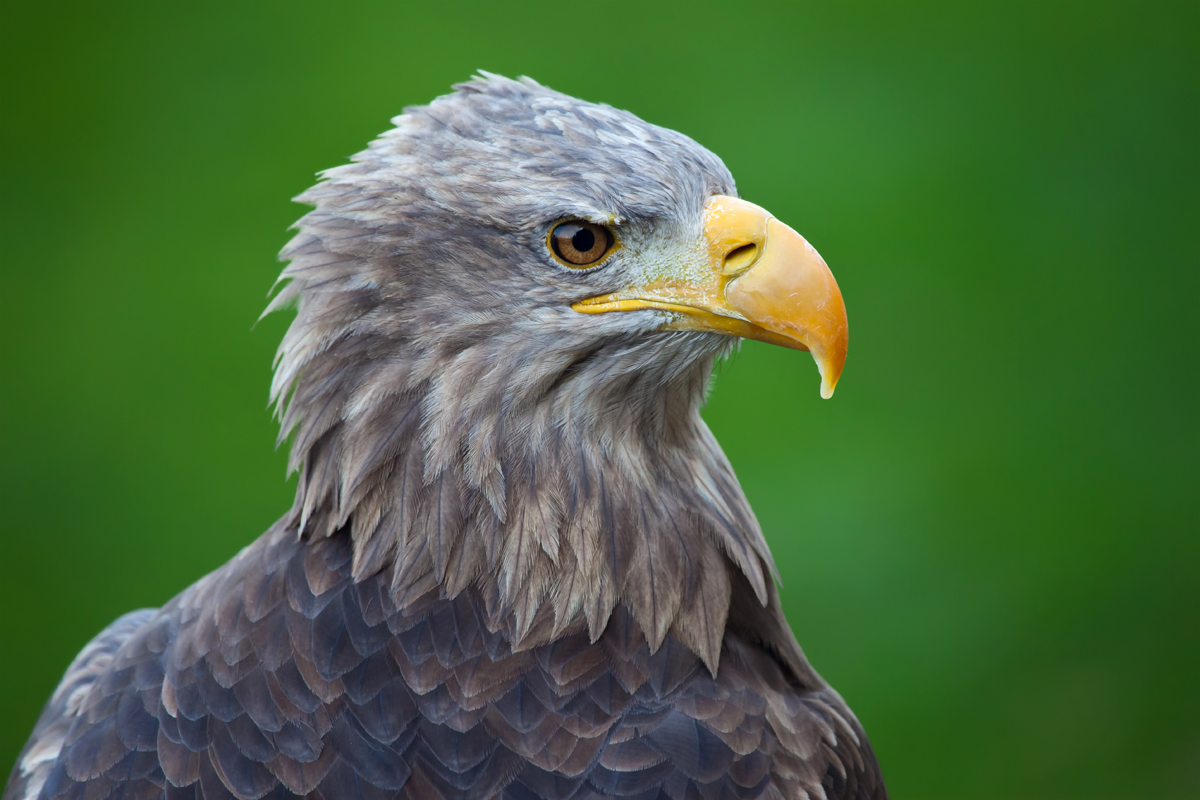 Seeadler