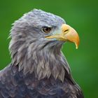 Seeadler