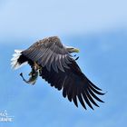 Seeadler...