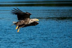 Seeadler