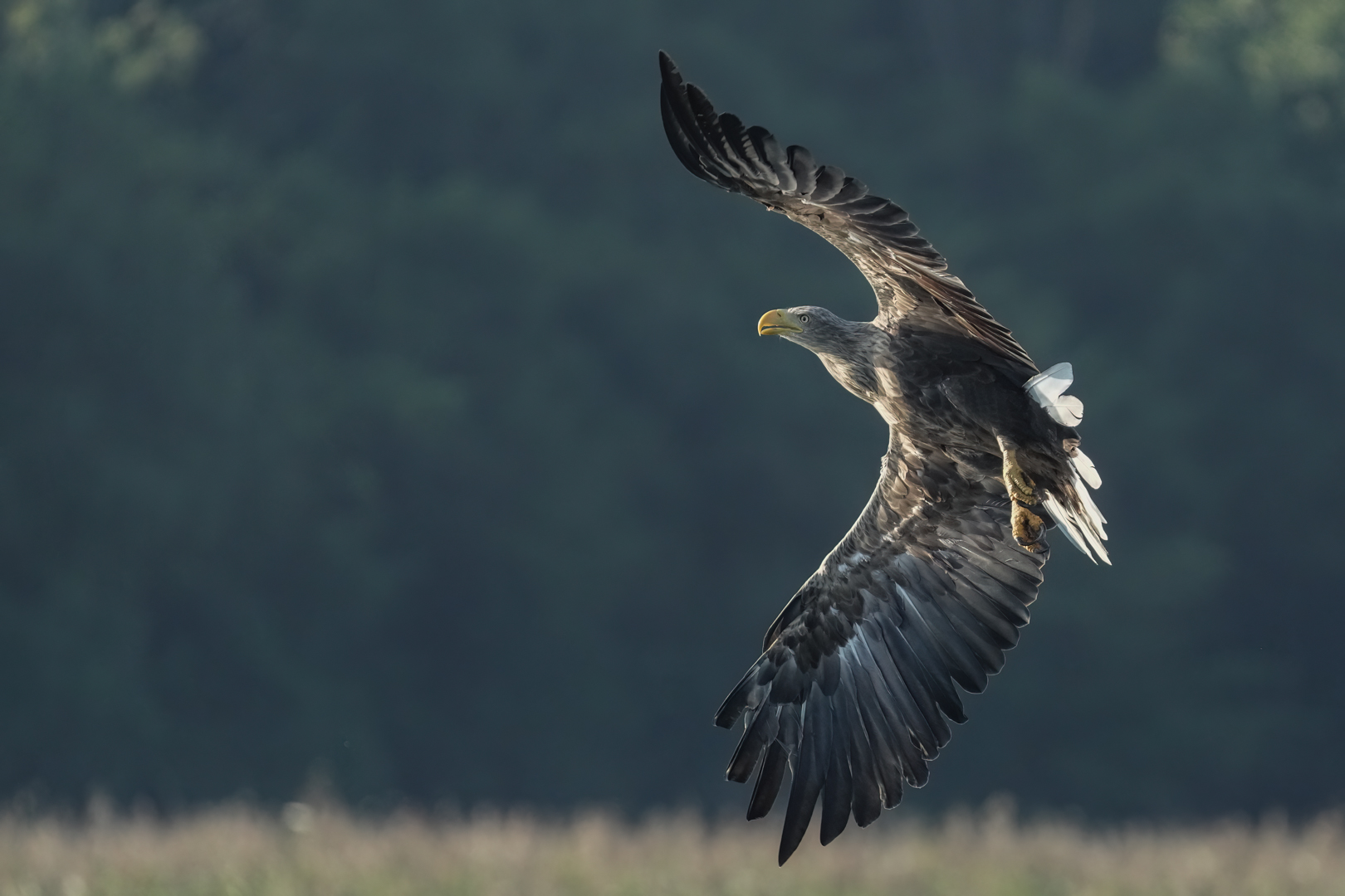 Seeadler 