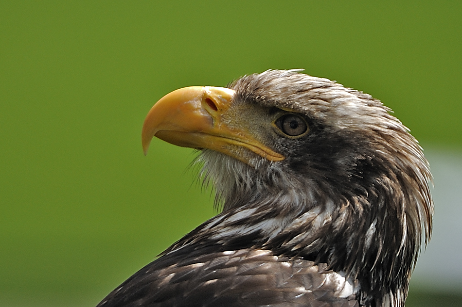 Seeadler