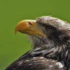 Seeadler