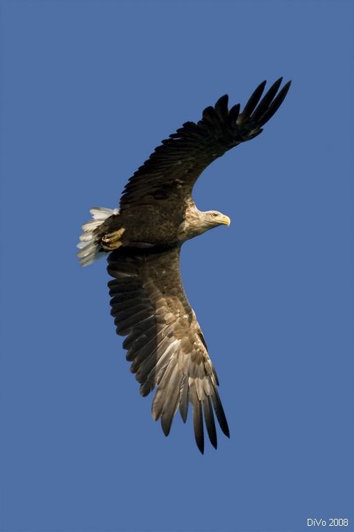 Seeadler