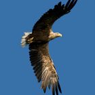 Seeadler