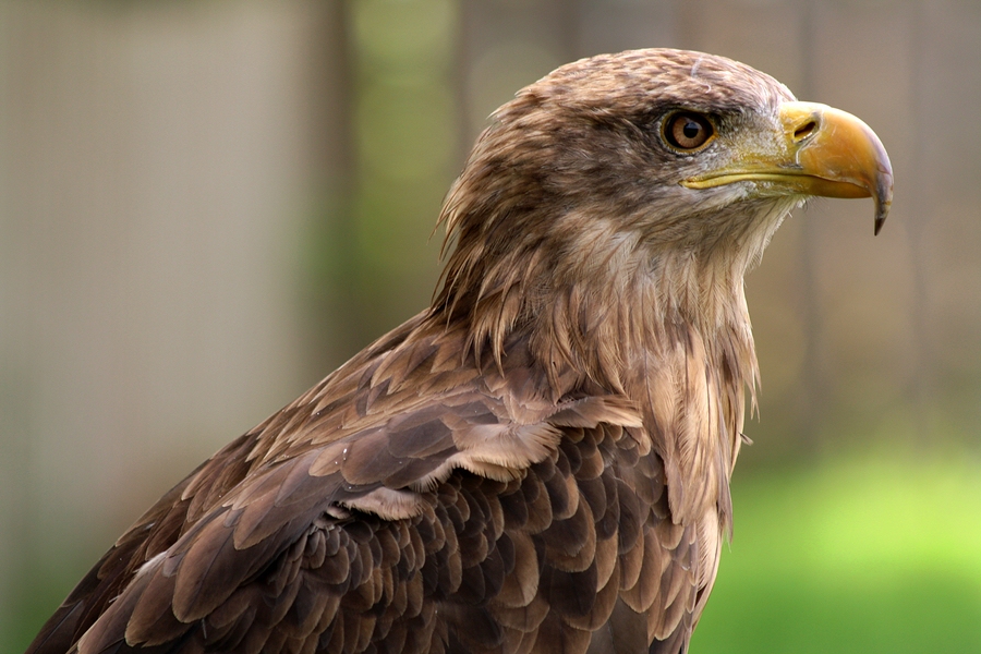 Seeadler