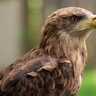 Seeadler