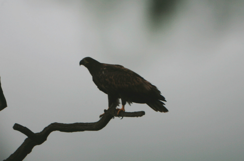 Seeadler