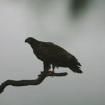 Seeadler