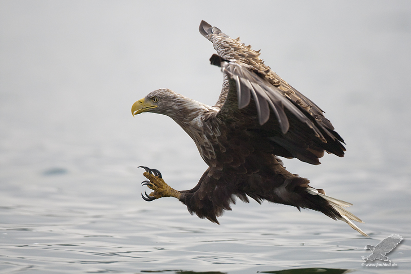 Seeadler