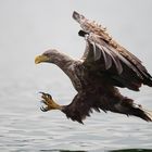 Seeadler