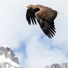 Seeadler