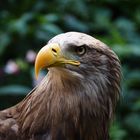 Seeadler