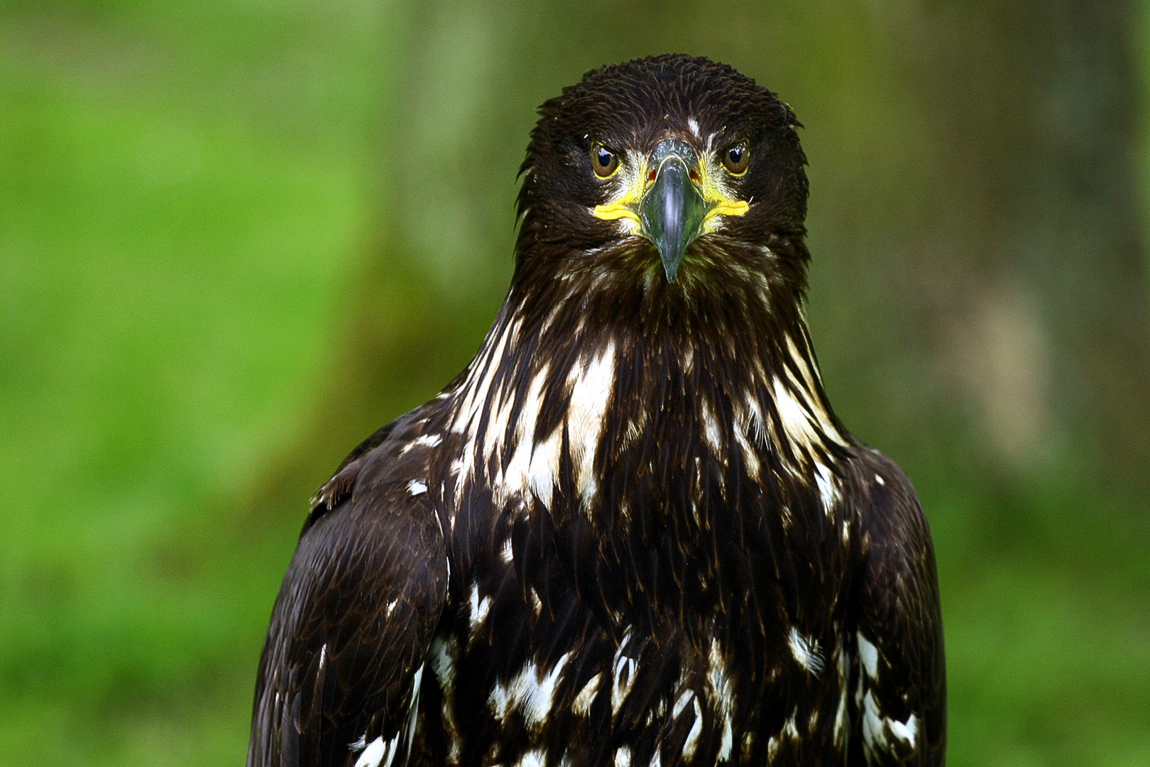 Seeadler