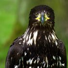 Seeadler