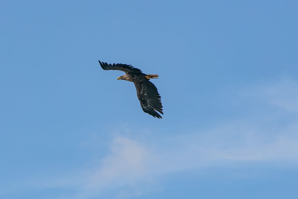 Seeadler