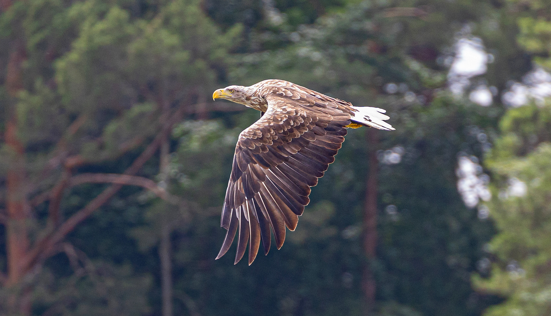 seeadler