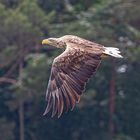 seeadler