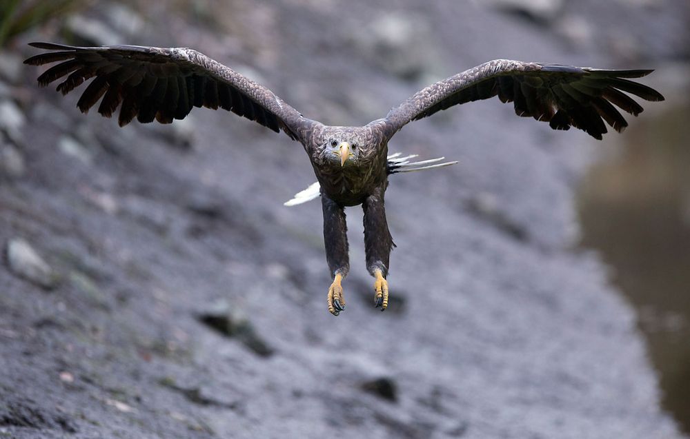 Seeadler