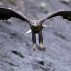 Seeadler