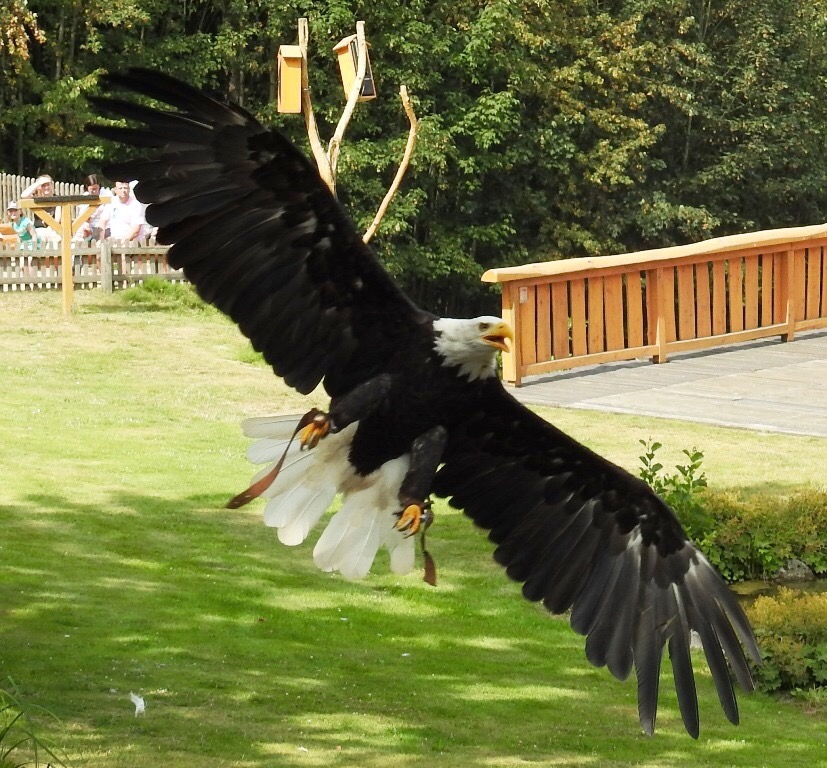 Seeadler