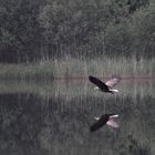 Seeadler