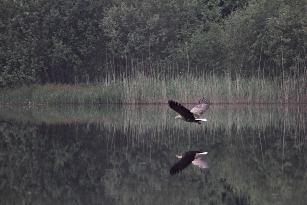 Seeadler