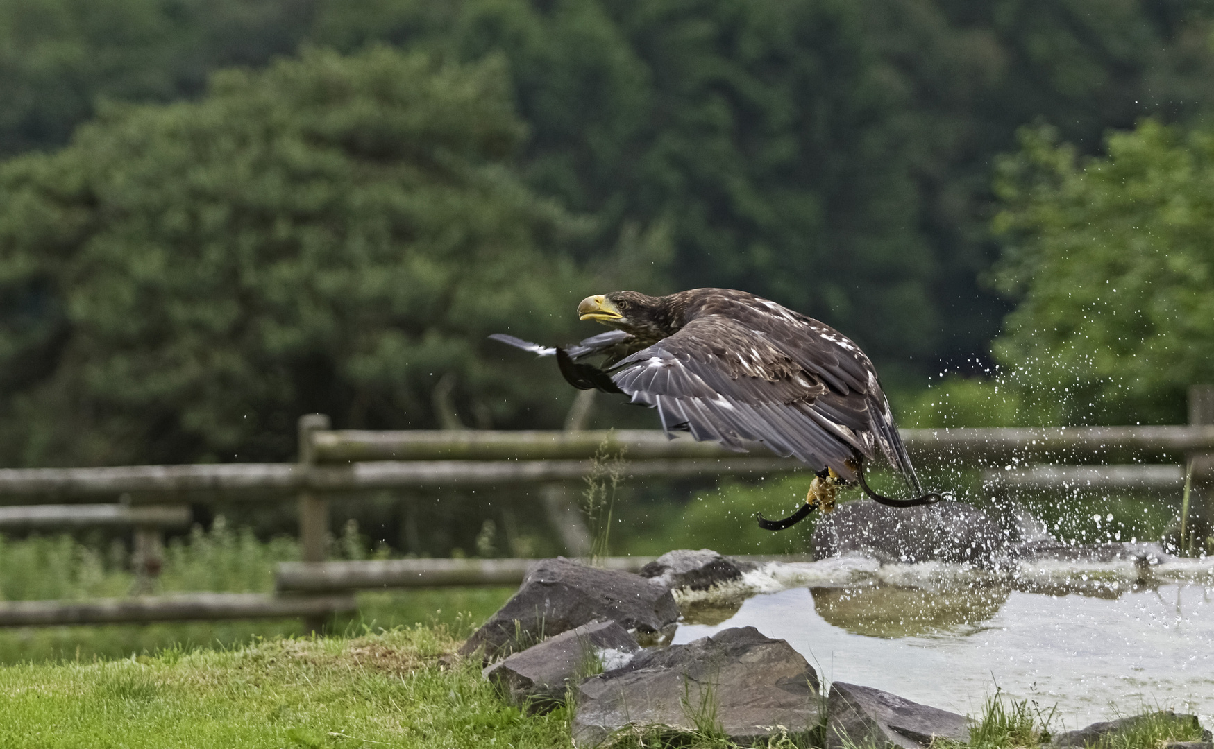 Seeadler