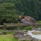 Seeadler