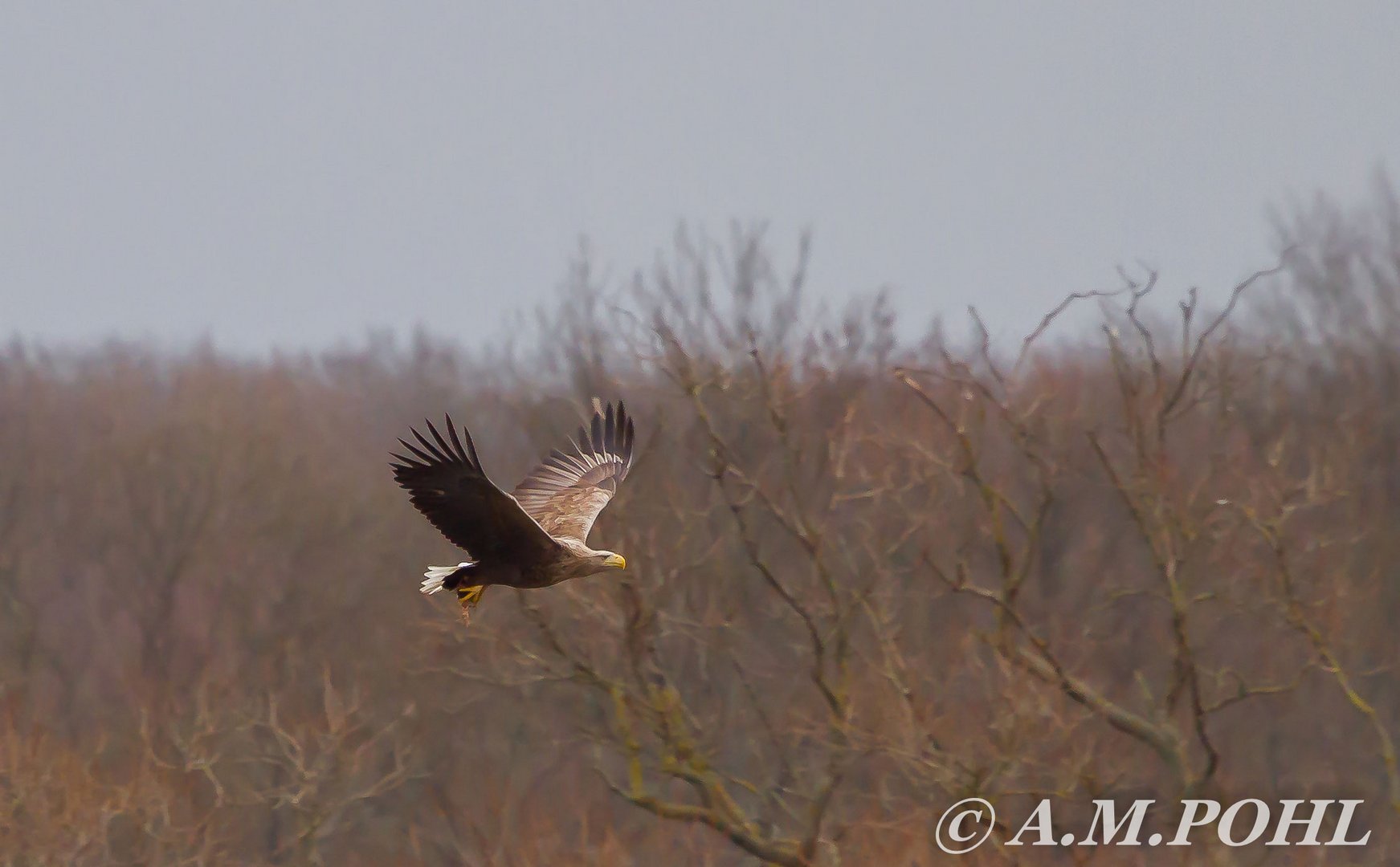 Seeadler