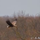 Seeadler