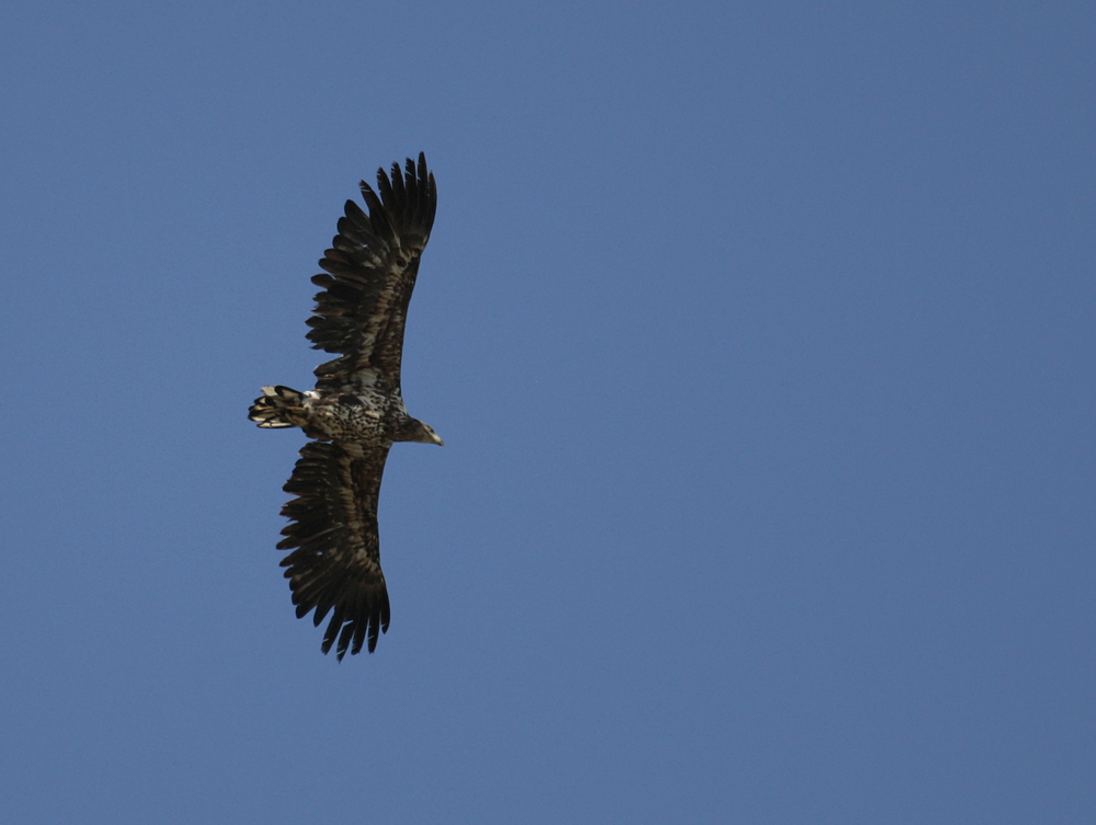 Seeadler