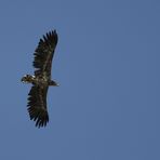 Seeadler