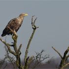 Seeadler