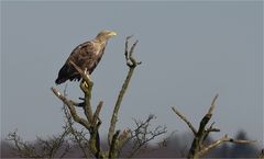 Seeadler