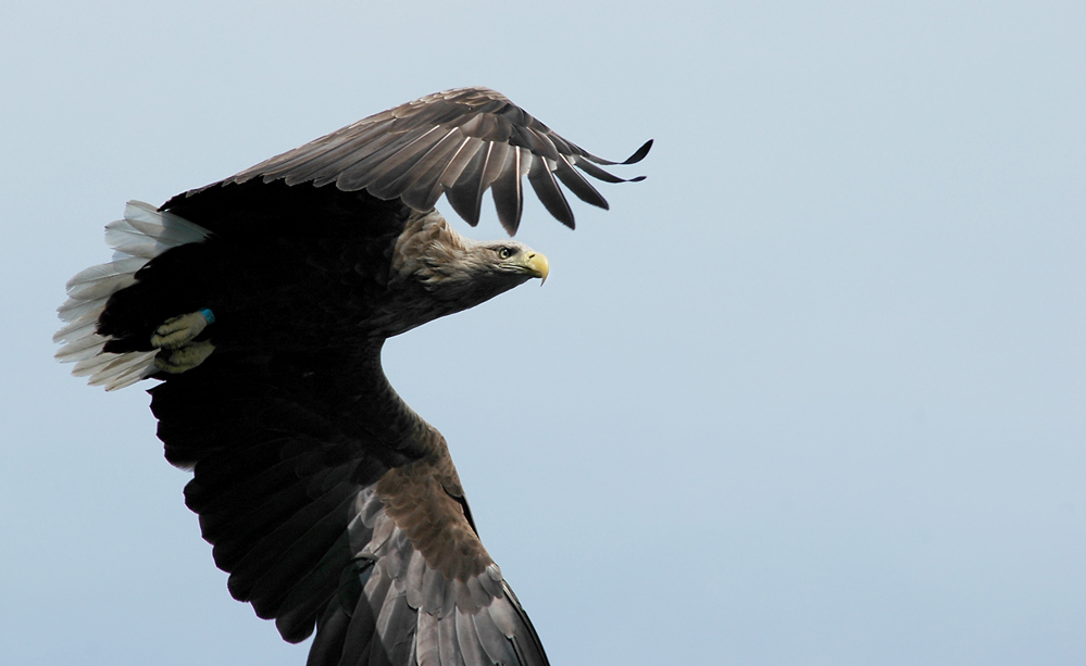 seeadler