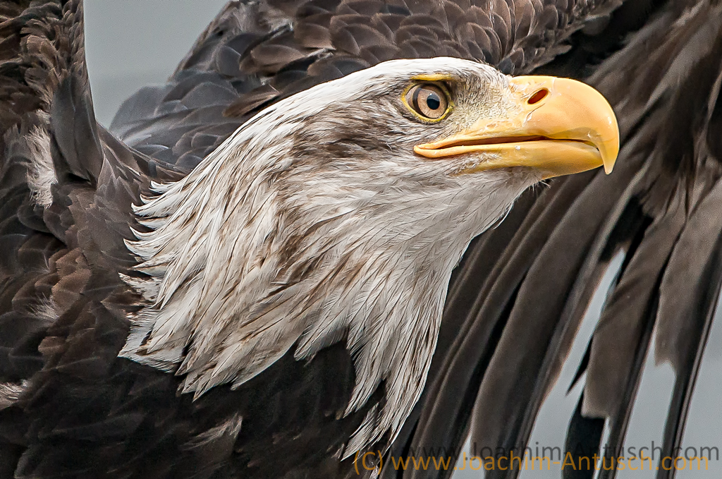 Seeadler