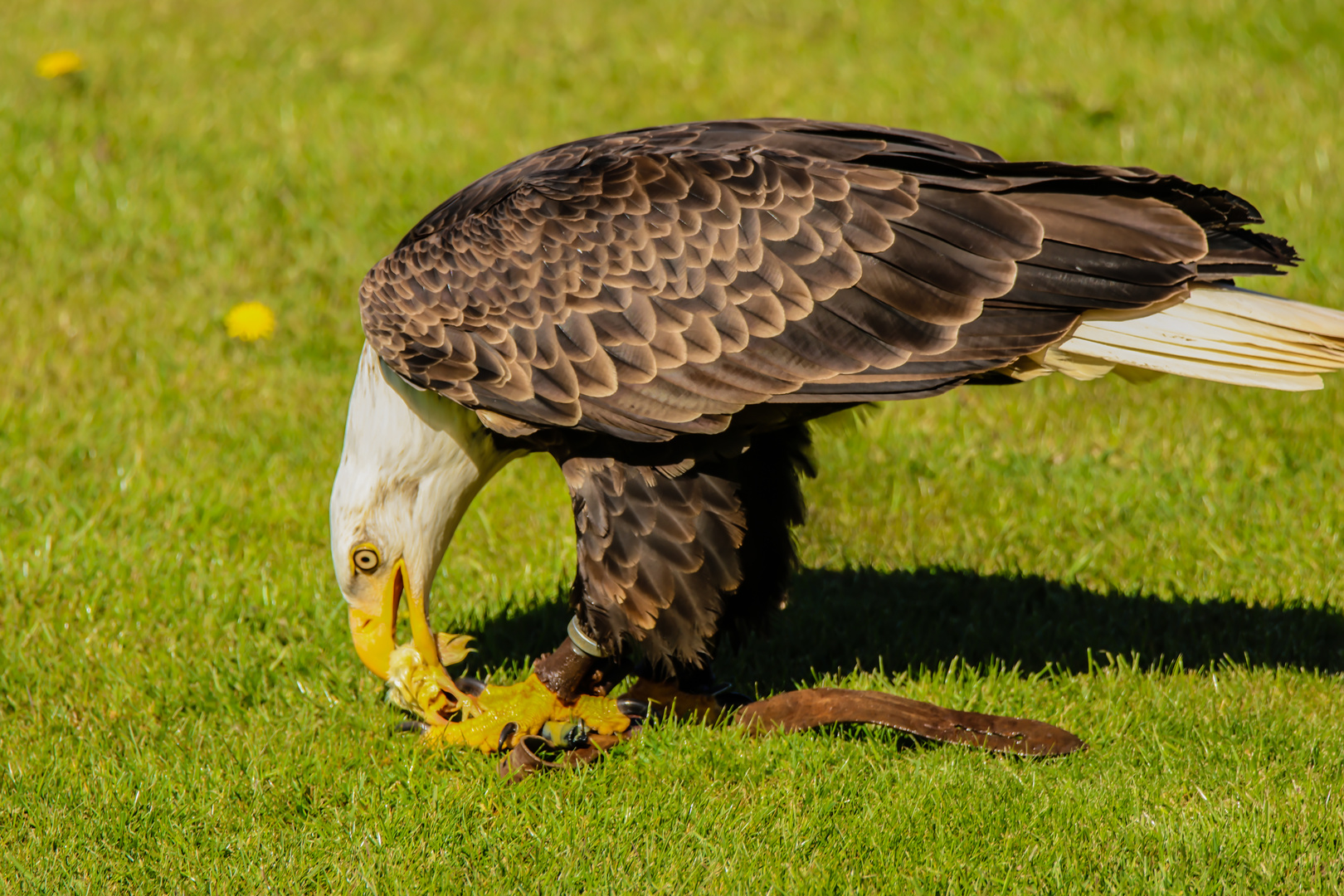 Seeadler