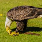 Seeadler