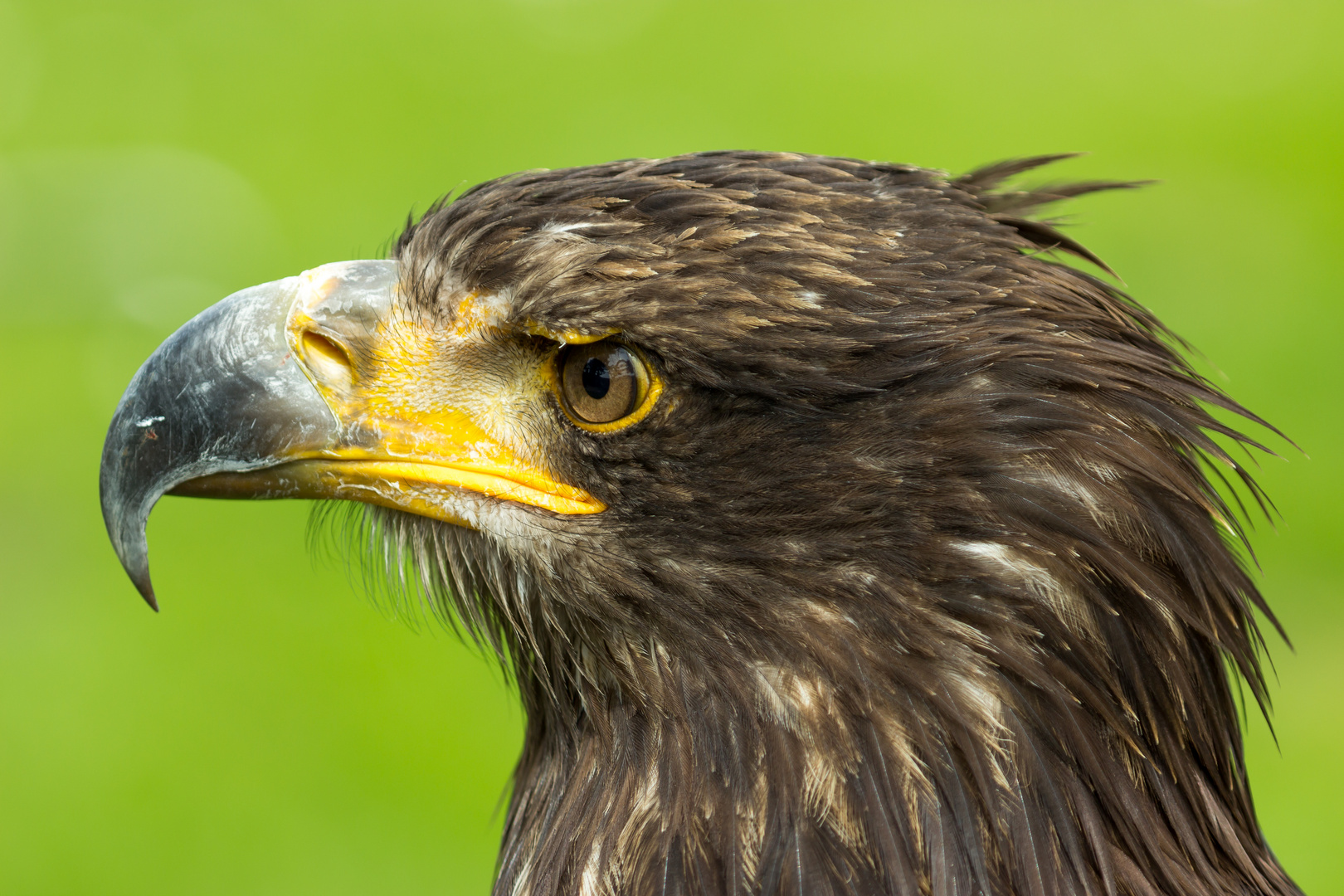 Seeadler