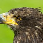 Seeadler