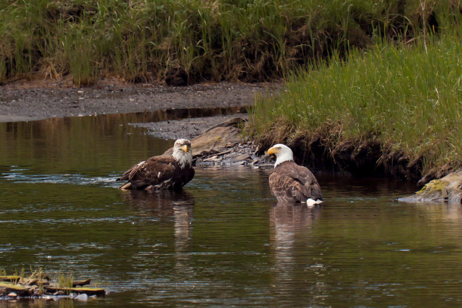 Seeadler