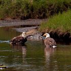 Seeadler