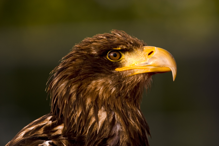 Seeadler